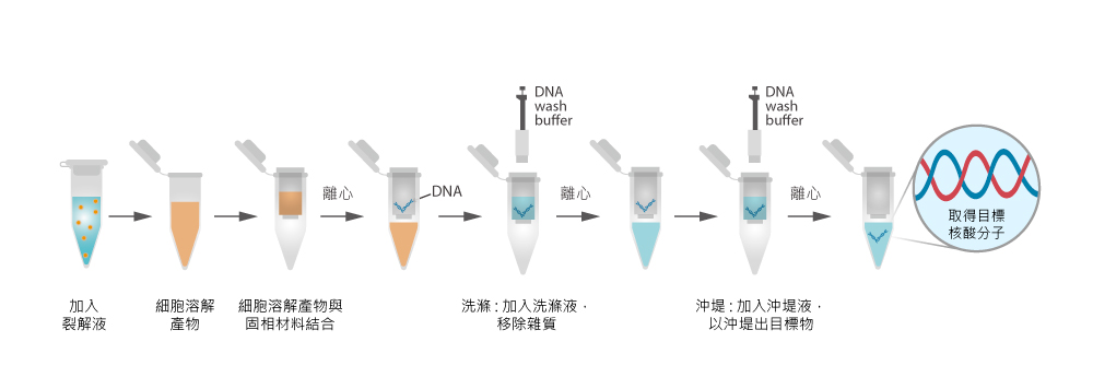 固相萃取核酸分子流程