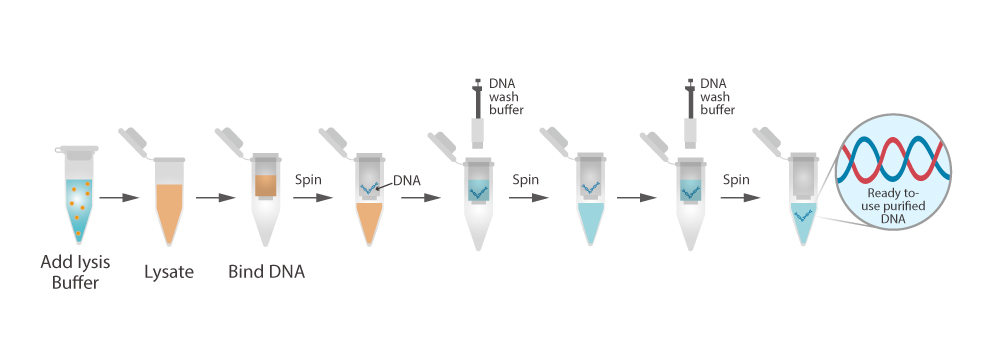 SPE extraction for nucleic acid molecules