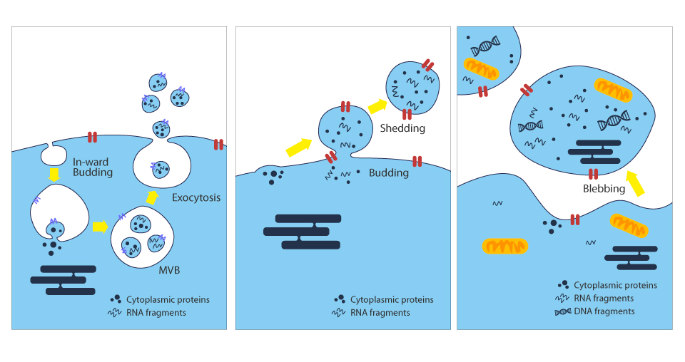 the origin of the extracellular vesicles(exosomes)
